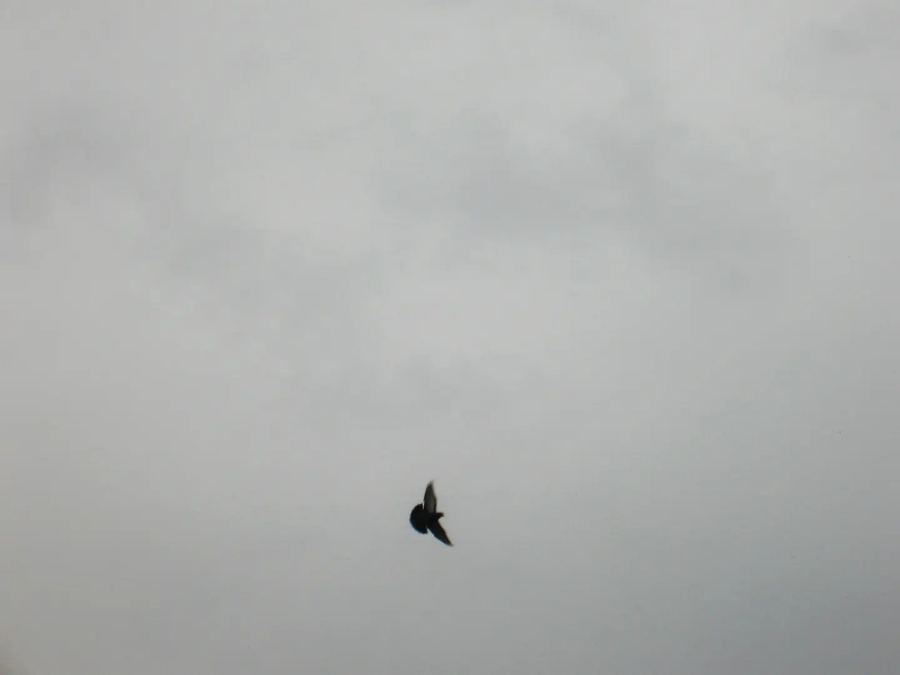 Lone bird in a gray sky