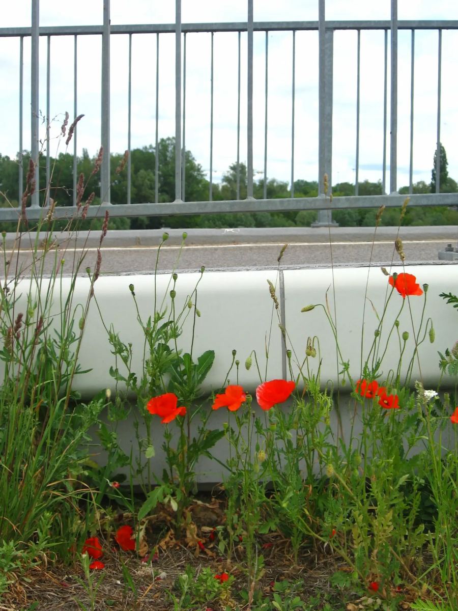 Poppies by a fence